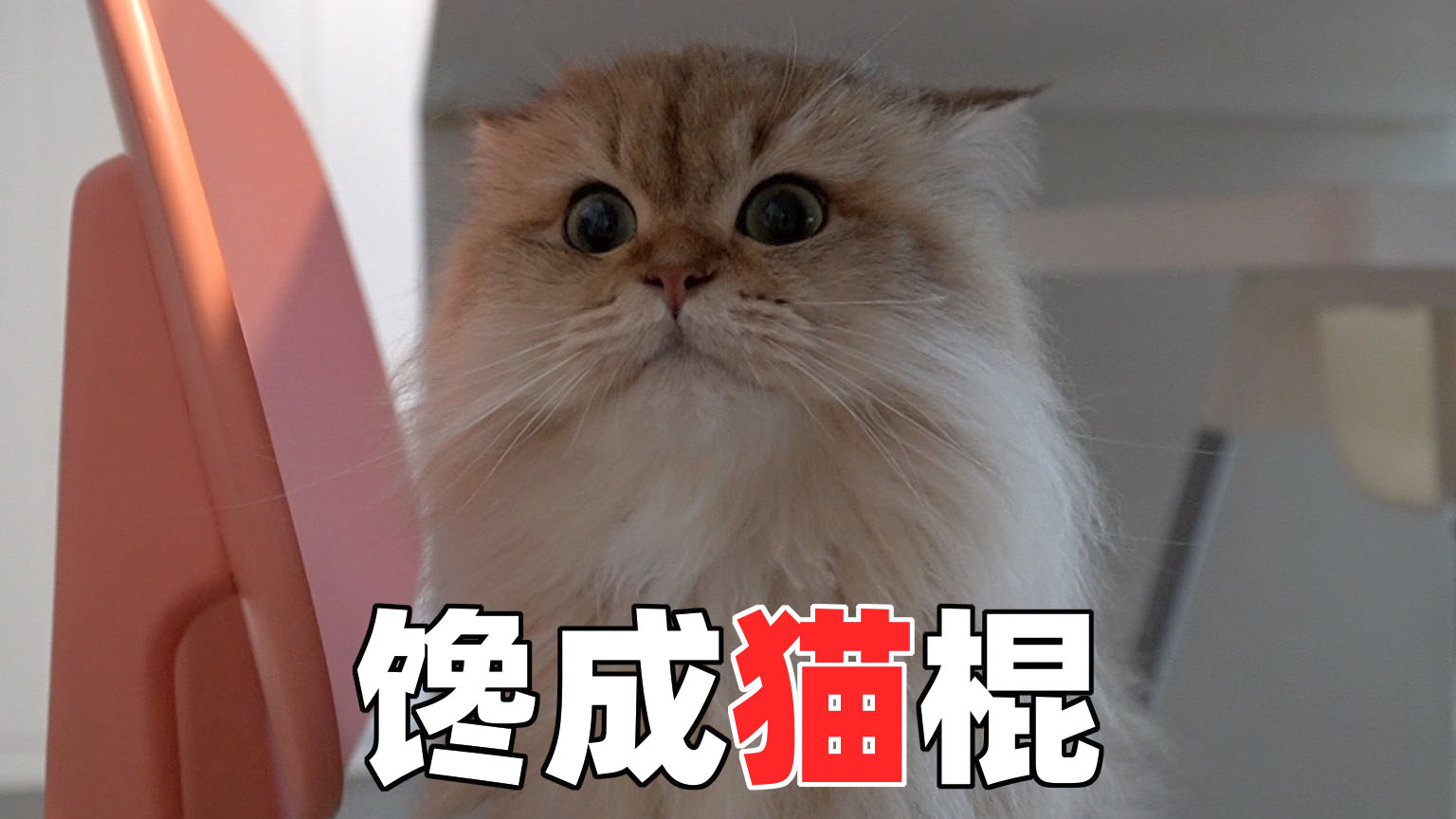 金渐层麻糬蹲在爸爸房门口,原来是为了......猫咪茶艺学校毕业?【两个人一条狗】